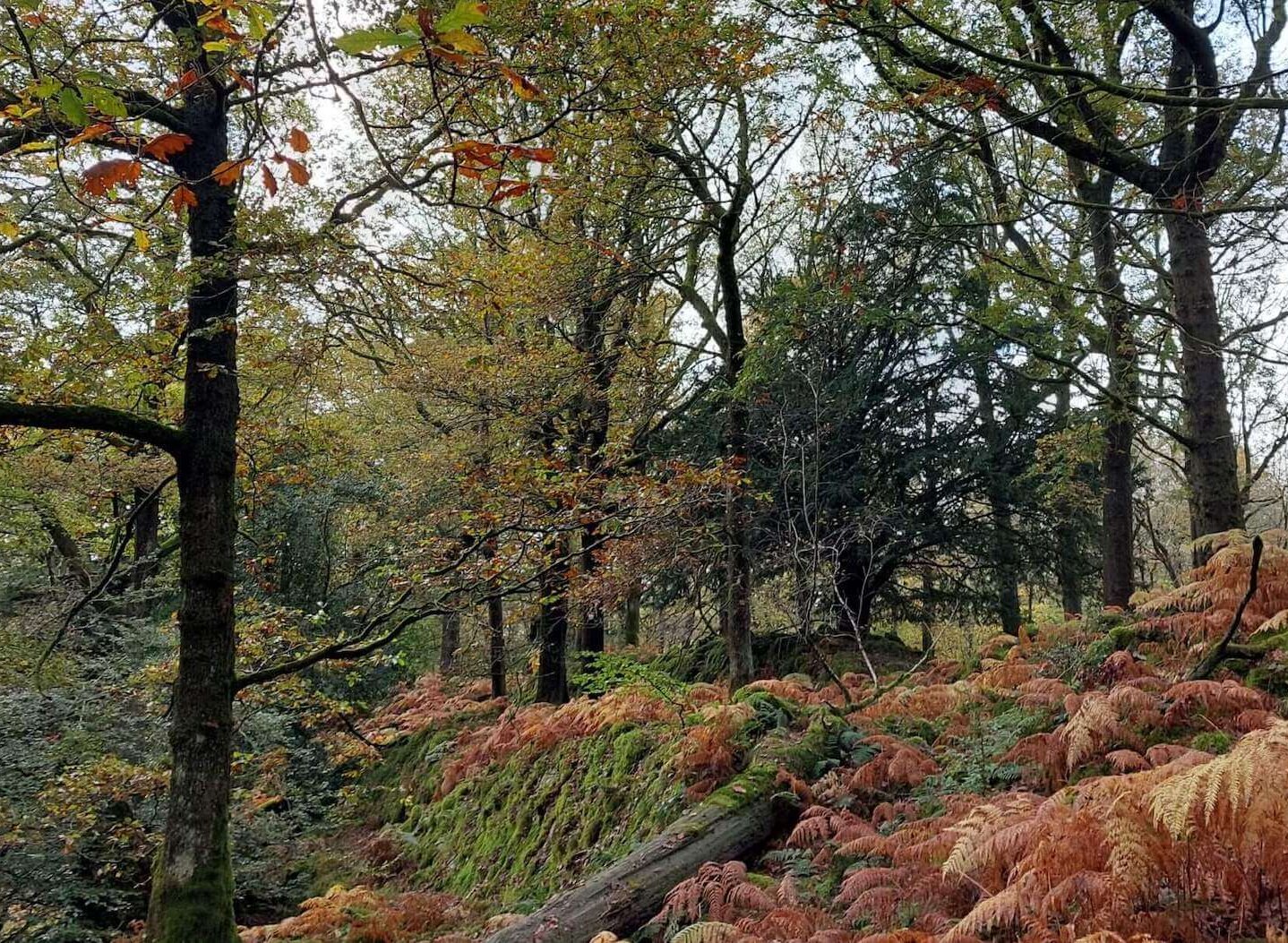 An autumn woodland scene